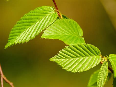 Maryland Biodiversity Project - American Hornbeam (Carpinus caroliniana)