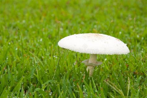 White Poisonous Mushroom Stock Photo - Image: 25106650