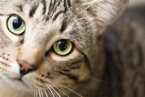 Cat Food Allergies: Common Causes and Treatments | Great Pet Care