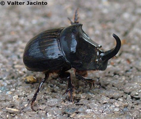 What is the Rhino Beetle Diet? - Quirk Brain