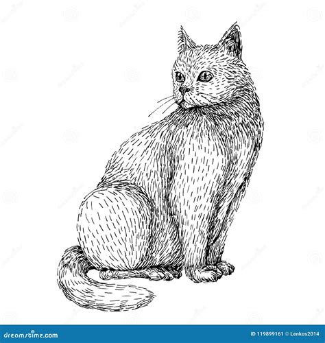 Hand Drawn Illustration of Cat. Line Art Sketch Style of Sitting White Cat. Black and White ...