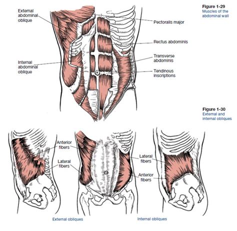 5 Reasons Why Having A Strong Core Is Important - Recent Blog Post - Peninsula Chiropractic of ...