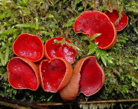 Scarlet Elf Cup Mushrooms – Leah Wood