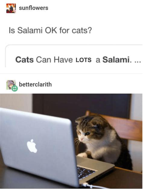 This just in: cats can have A LOT of salami - The Strand