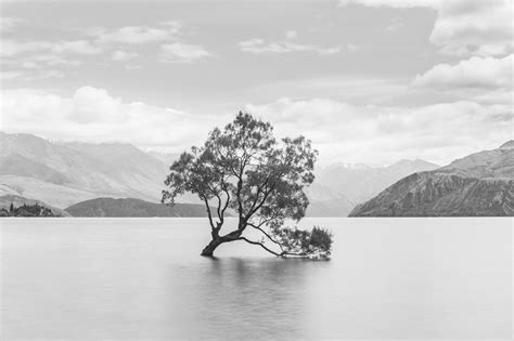 Wanaka Tree, New Zealand