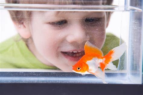 7 stages of giving your child a pet goldfish