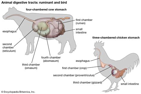 Cow Teeth Diagram