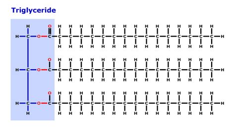 Structure Of A Triglyceride - slidesharetrick