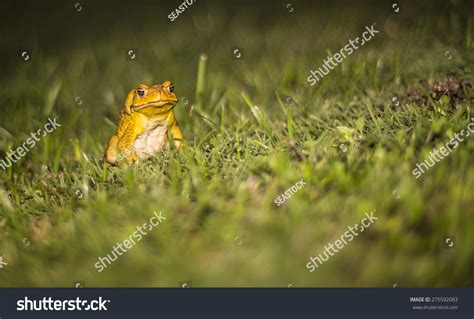 Cane Toad Invasive Species Brought Hawaii Stock Photo 275592083 | Shutterstock