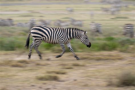 running-zebra-1600px – Rupert Studios