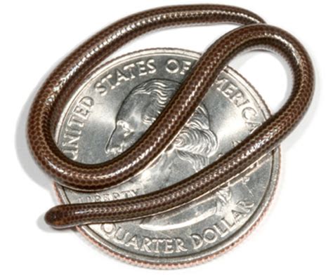 Smallest snake in the world: The four-inches long Barbados Threadsnake (leptotyphlops carlae ...