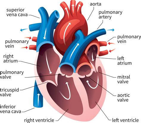 Ltd The External Structure Of Human Heart Anatomy Internal Anatomy Of | SexiezPicz Web Porn