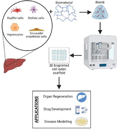 Overview of 3D bioprinting liver | Download Scientific Diagram