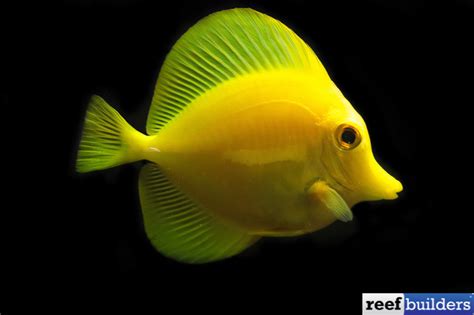 Captive Bred Yellow Tangs are Now a Much More Reasonable Price | Reef Builders | The Reef and ...