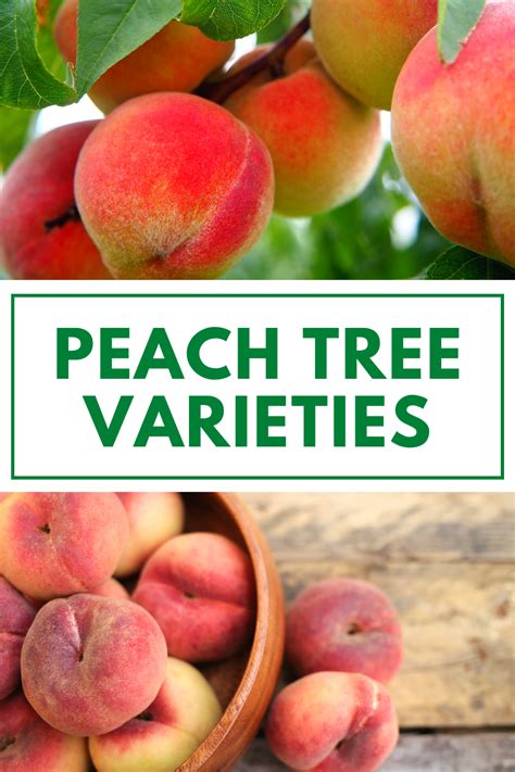 Apricot tree varieties – Artofit