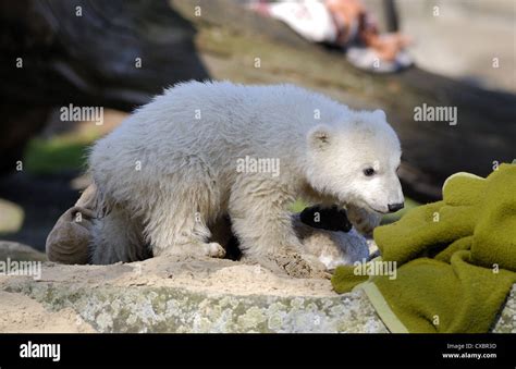 Berlin polar bear Knut at the Berlin Zoo Stock Photo - Alamy