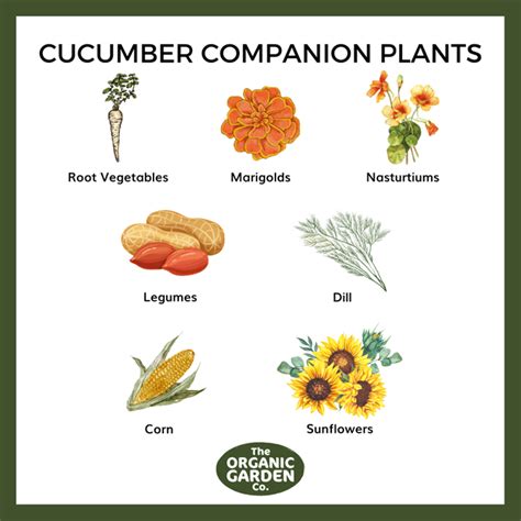 Your Guide To Companion Planting Vegetables & Combinations