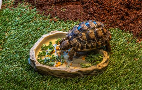 How to build an outdoor tortoise enclosure - ExoticDirect