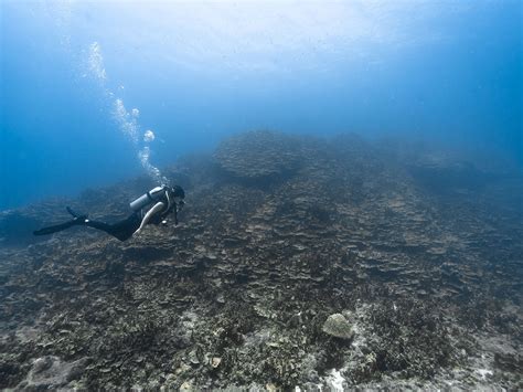 Saipan Diving World in United States - Zentacle