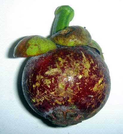 Mangosteen | Description, Cultivation, & Facts | Britannica