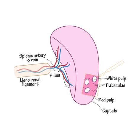 Spleen Anatomy