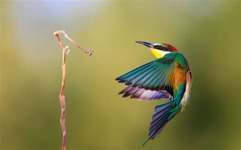 Amazing Birds Wallpaper Hd Picture - Most Beautiful Birds Hd - 1000x625 ...