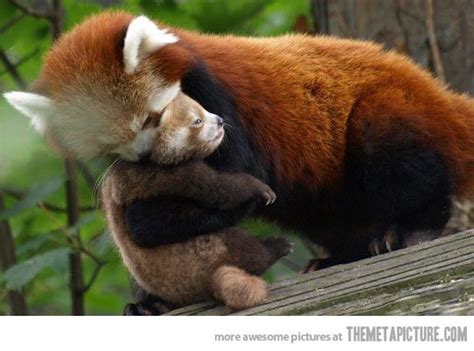 Baby red panda hug… | Cute animals, Baby animals, Panda hug