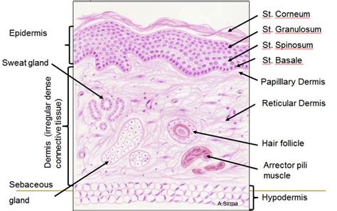 Skin (Integumentary System) | Integumentary system, Histology slides ...