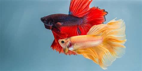 What Do Betta Fish Eat? (Diet, Care & Feeding Tips)