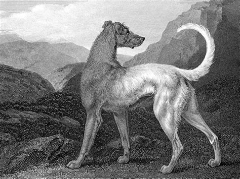 What is the story of Gelert the Dog? Teaching Wiki - Twinkl