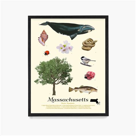 Massachusetts State Symbols Poster, Massachusetts Wall Art ...