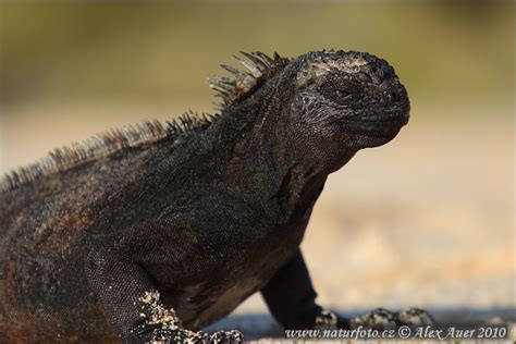 Galapagos Marine Iguana Photos, Galapagos Marine Iguana Images, Nature ...