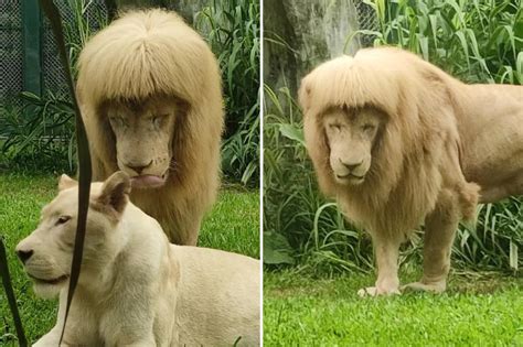 Lion with ‘mullet’ forces zoo to deny Joe Exotic haircut: ‘It’s nature’s magic’