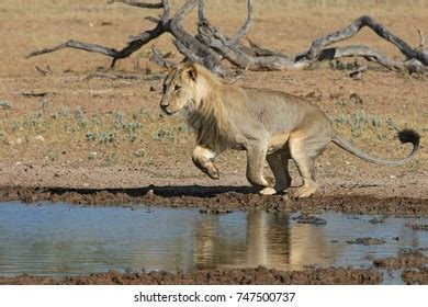 African Lion Jumping Over Water Stock Photo 747500737 | Shutterstock