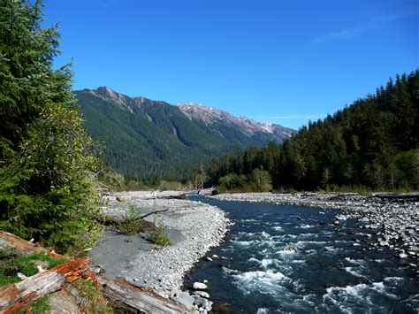 Alan's Pictures: Washington » Hoh River Trail » hoh_rainforest_-_15.jpg