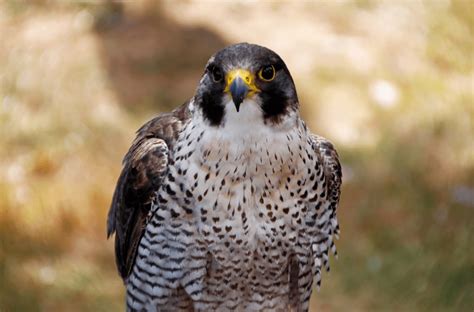 Peregrine Falcon - Animal Corner