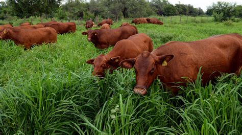 Inicia Guerrero exportación de ganado bovino a Estados Unidos