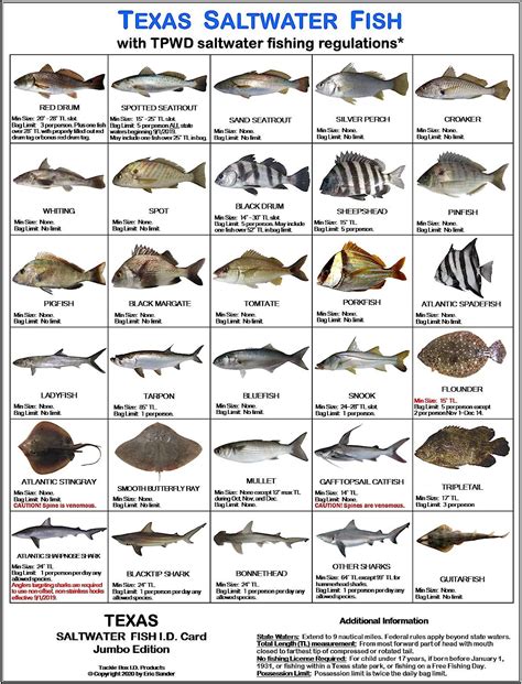 Amazon.com : Texas Saltwater Fish Identification Card Set - Three Waterproof Cards Showing 60 ...