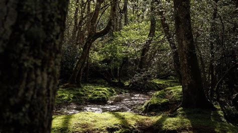 Wild Camping in the New Forest: 7 Best Camping Spots & Guide