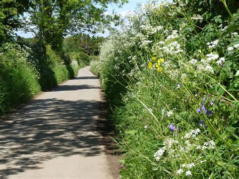 A History of hedgerows - People's Trust for Endangered Species