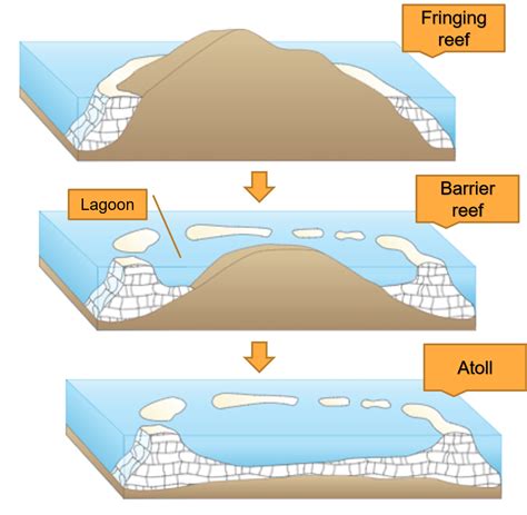 Types of Coral Reefs - Coral World Ocean Park