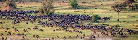 wildebeest migration safaris 2022 Masai Mara-Serengeti Migration Wildlife