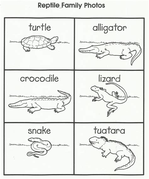 5+ Ideas Reptile Activities For Kindergarten - Midwest Excellence