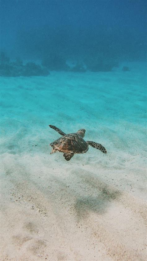 Sea Turtle iPhone Wallpaper | Sea turtle wallpaper, Turtle wallpaper, Turtle background