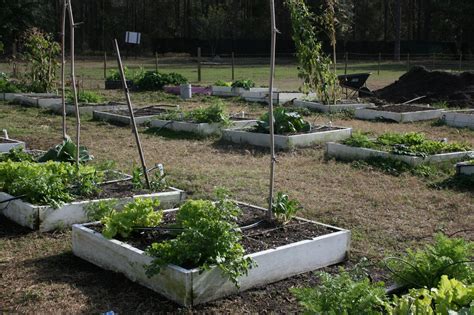 Growing Green with the Ocoee High School Garden