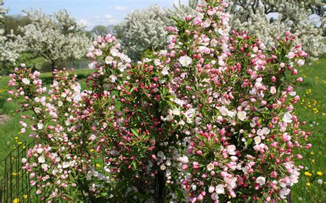 Different Types of Flowering (Ornamental) Crabapple Tree Varieties - EmbraceGardening