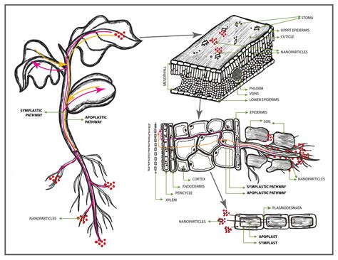 VITAL ROLES OF MICROBEBIO SUSTAINABLE NANO-TECHNOLOGY IN IMPROVING ...