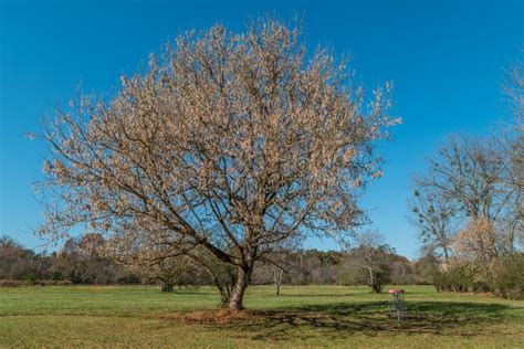 Boxelder Maple Tree Full of Seeds Stock Photo - Image of bright, basket ...