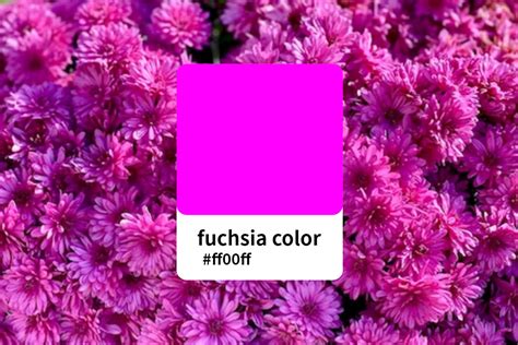 Everything You Should Know About Fuchsia Color | Fotor