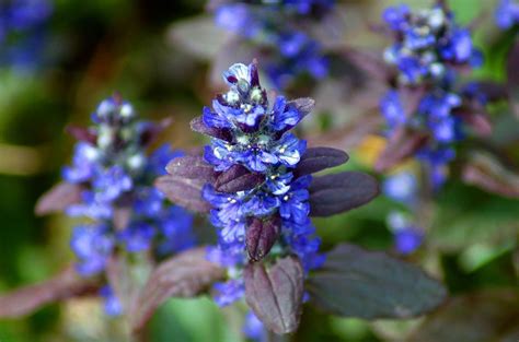 Choose Bugleweed for a Cold-Hardy Herb With Purple Flowers | Rock ...